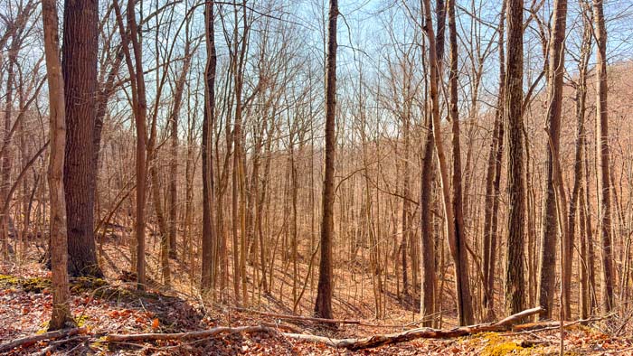 Forest property with natural habitat diversity