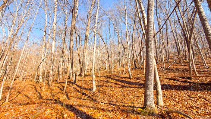 Secluded acreage with established hunting setup