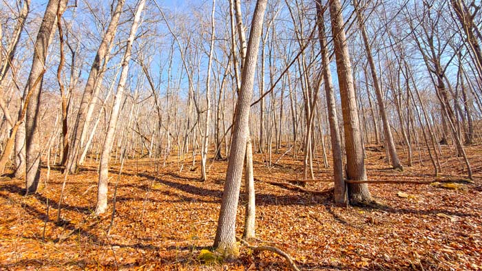 Wooded terrain with excellent deer habitat