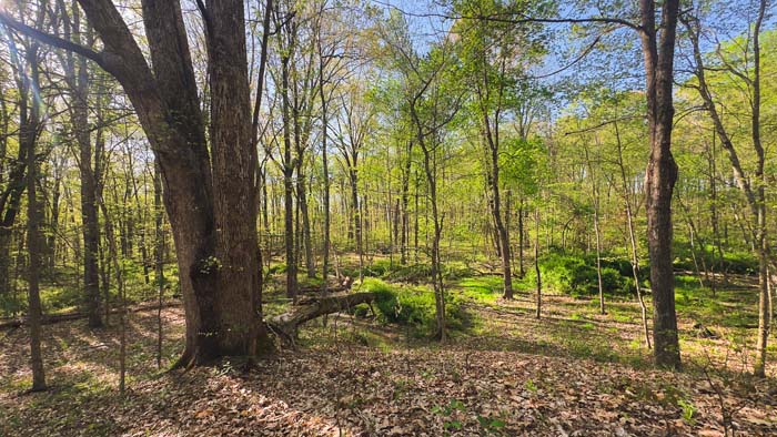 aerial view of wooded acreage in Pike County Ohio