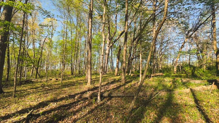 trail winding through mature timber