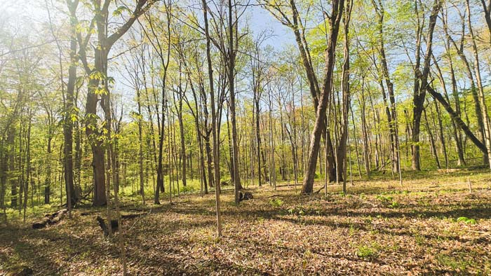 wildlife habitat among hardwoods and brush