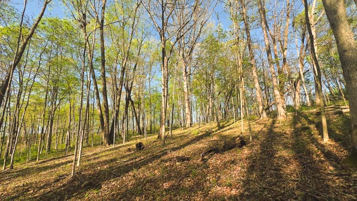 cleared trail surrounded by trees