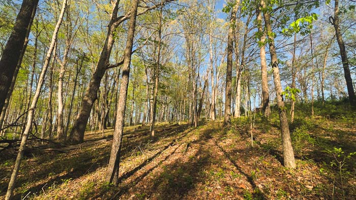 rolling forest floor in natural valley