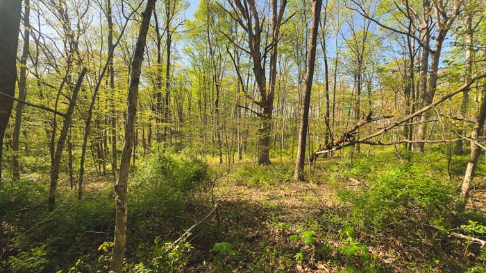 edge of property near road frontage