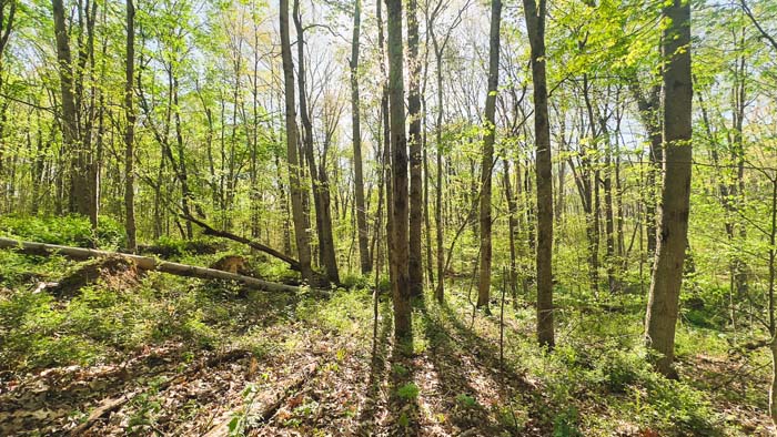 view into forested interior of property