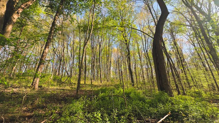 open woods with ATV trail potential