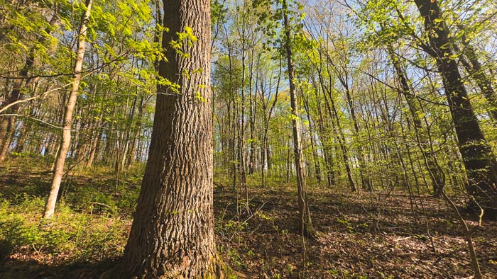 wooded hillside with build site potential