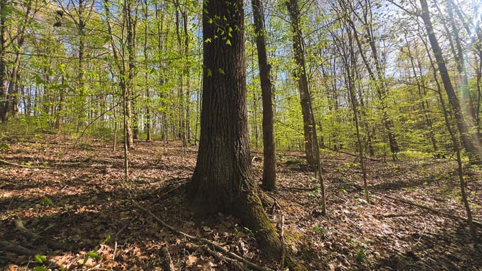trail entrance near gravel pull-off