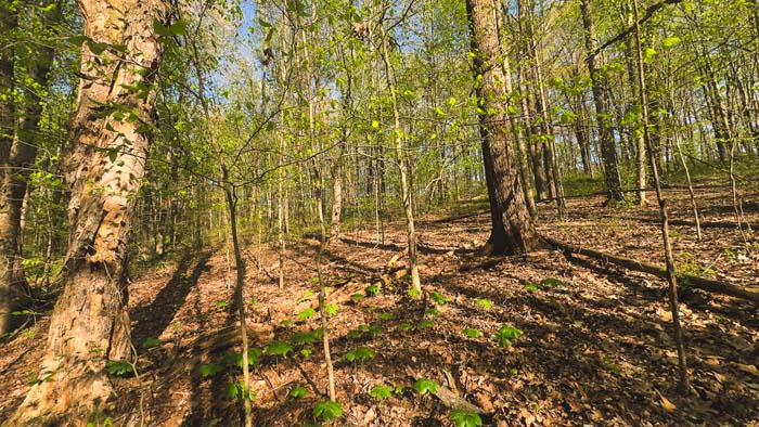 layered ridges ideal for hiking and hunting