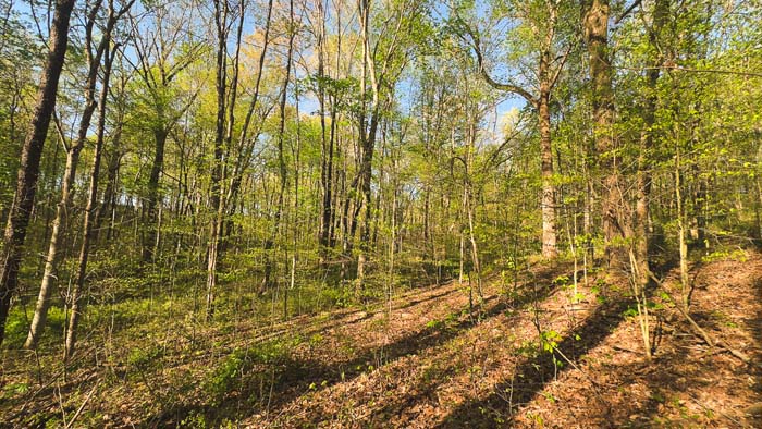 overview of secluded wooded area