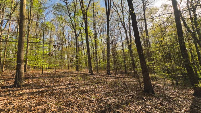 property boundary with open forest