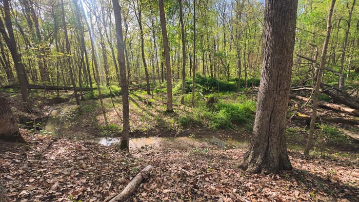 gently rolling land with hardwood trees