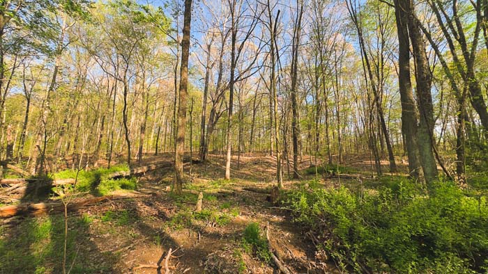 cleared path through scenic woodland