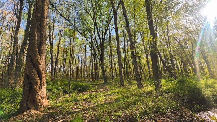 evenly spaced timber with minimal underbrush