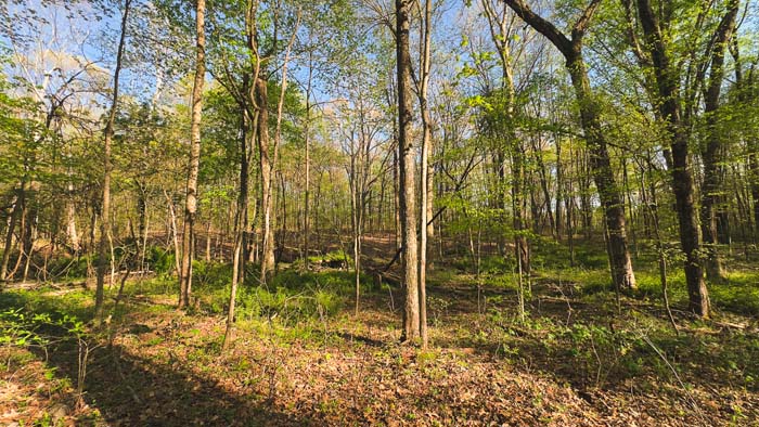 valley floor with natural drainage patterns