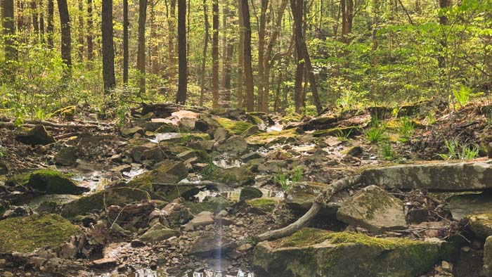forest floor rich with wildlife signs