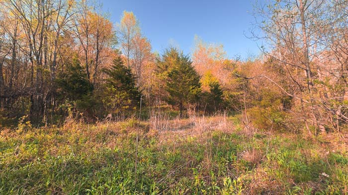 sunlit trees and clear understory
