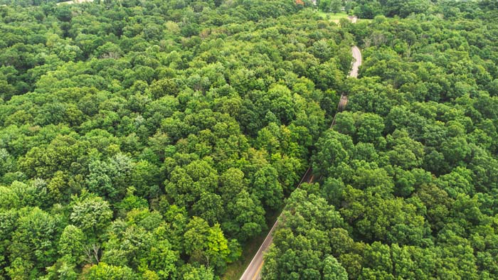 dense forested area ideal for hiking or hunting
