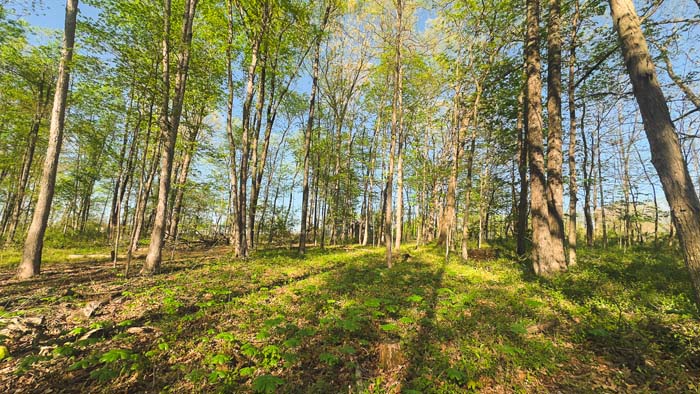 potential home site in secluded clearing