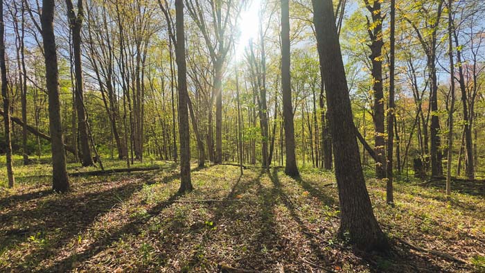 lightly wooded area with trail access