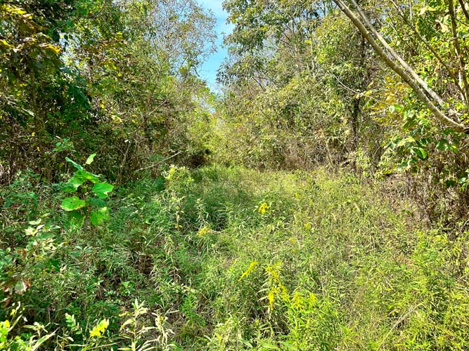 Thick regrowth ideal for bedding