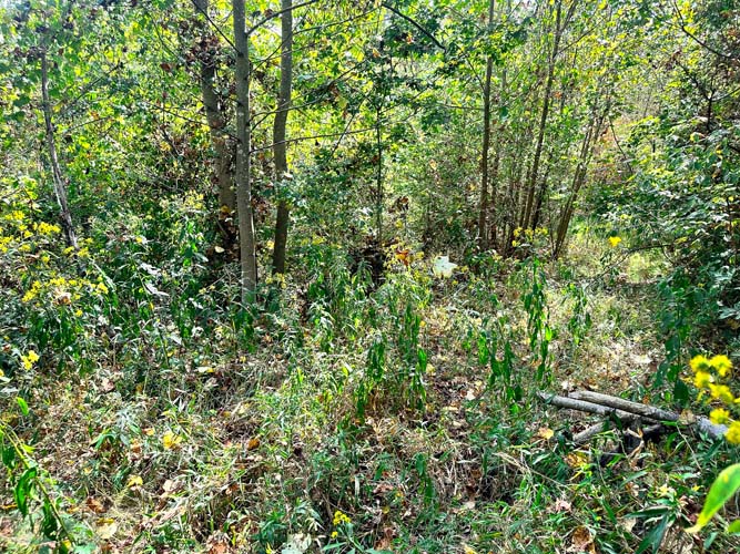 Flat creek bottom hardwoods