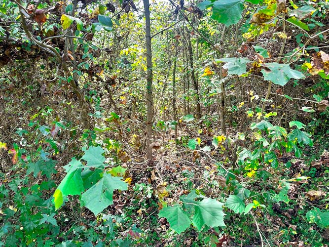 Rocky slope up to ridge