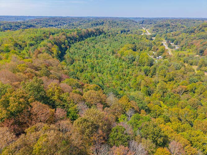 Mature mixed hardwood stand