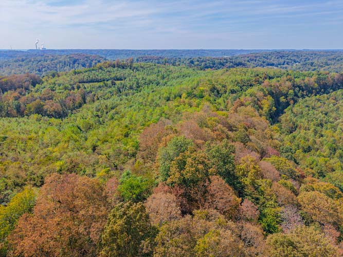 Deer habitat along creek