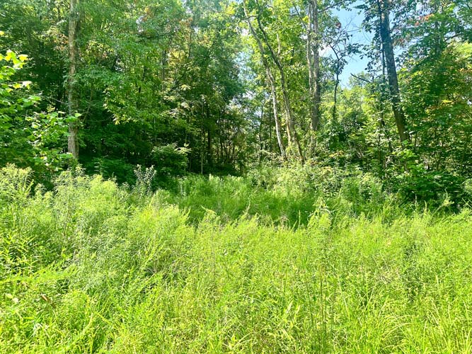 Wooded acreage and land features at State Route 218, Gallipolis, Gallia County, Ohio – Image 11