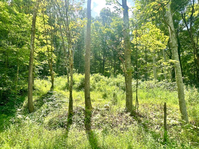 Wooded acreage and land features at State Route 218, Gallipolis, Gallia County, Ohio – Image 13