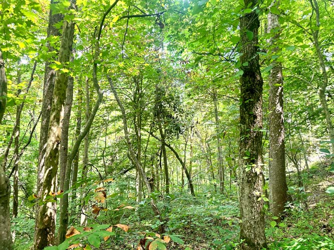 Wooded acreage and land features at State Route 218, Gallipolis, Gallia County, Ohio – Image 15