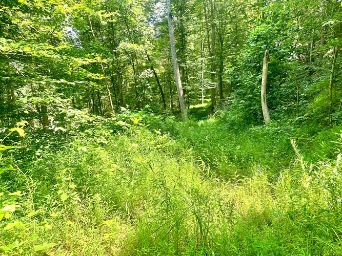 Wooded acreage and land features at State Route 218, Gallipolis, Gallia County, Ohio – Image 17