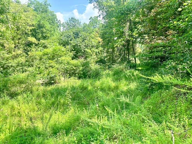Wooded acreage and land features at State Route 218, Gallipolis, Gallia County, Ohio – Image 9