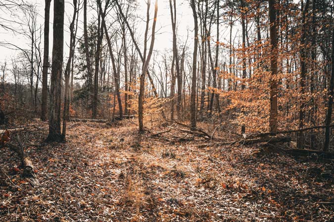 Wildlife habitat with thick regrowth timber