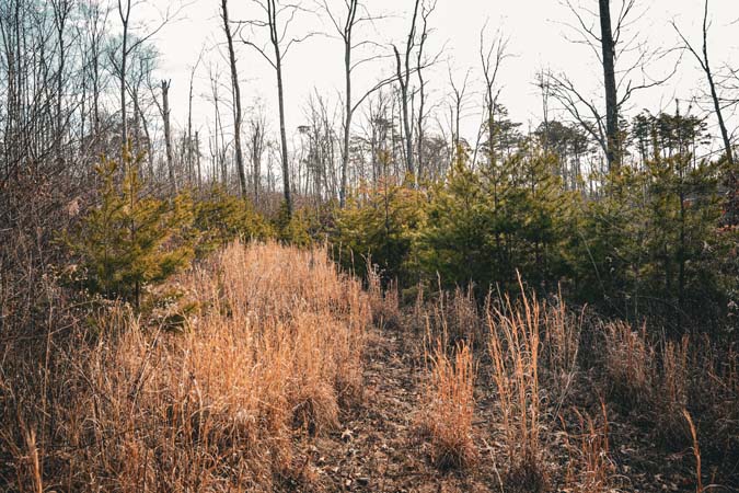 Natural terrain and timbered landscape