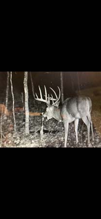 Tiny home cabin basecamp setup in wooded setting