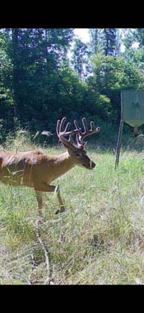 Wildlife corridor connecting to surrounding public land