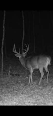 Timbered Ohio property with natural cover
