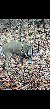 Private dead-end road entrance to wooded acreage