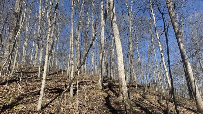 Forest canopy across Vinton County property