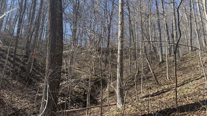 Scenic woodland terrain with elevation changes