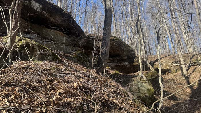 Trail system through mature hardwood forest
