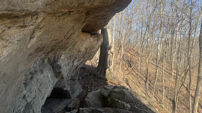 Wildlife habitat supporting deer and turkey