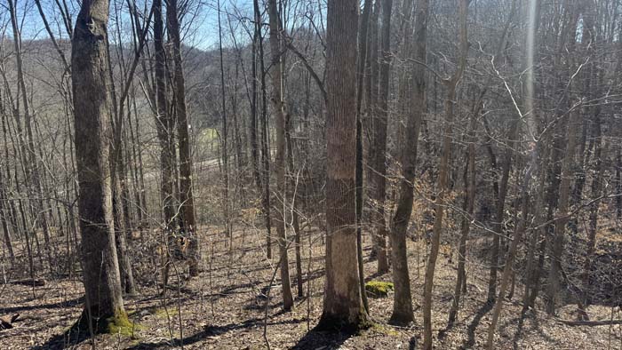 Wooded terrain with diverse wildlife habitat
