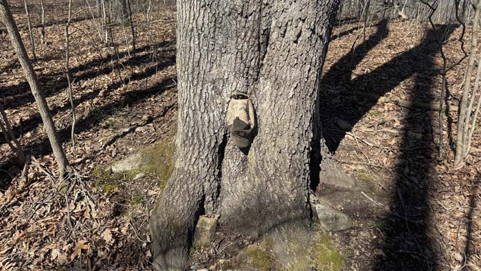 Scenic forest property with rolling elevation