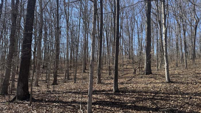 Wooded acreage with natural cave and terrain features