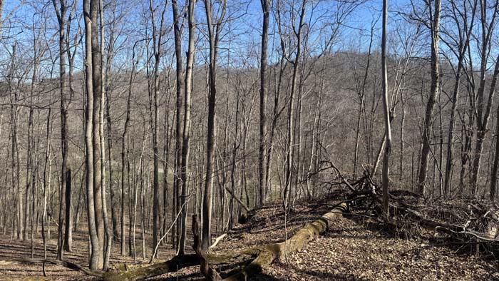 Trail access throughout wooded property