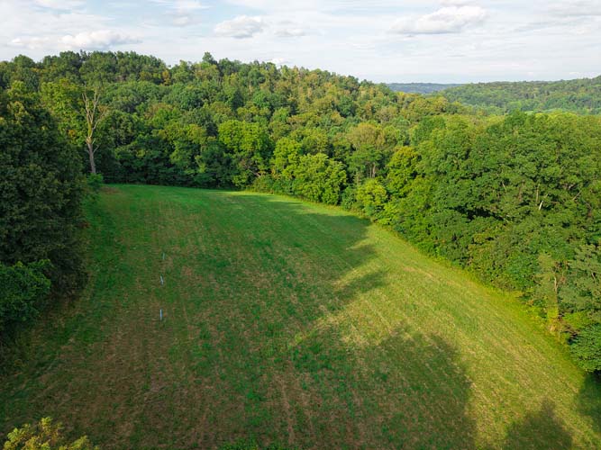 Mature buck bedding area